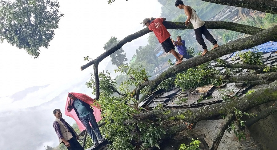 बाजुराको बाँगापाटामा रुख ढल्दा घरमा क्षति