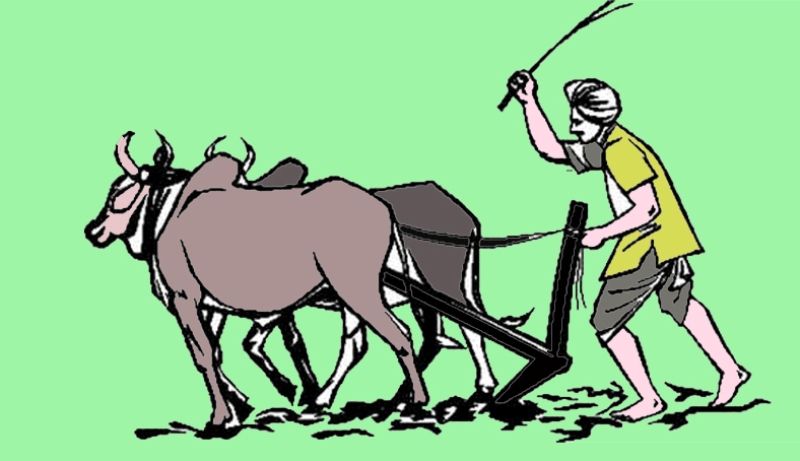 गोरु पाल्ने किसानलाई बैतडीमा प्रोत्साहन रकम वितरण गरिँदै