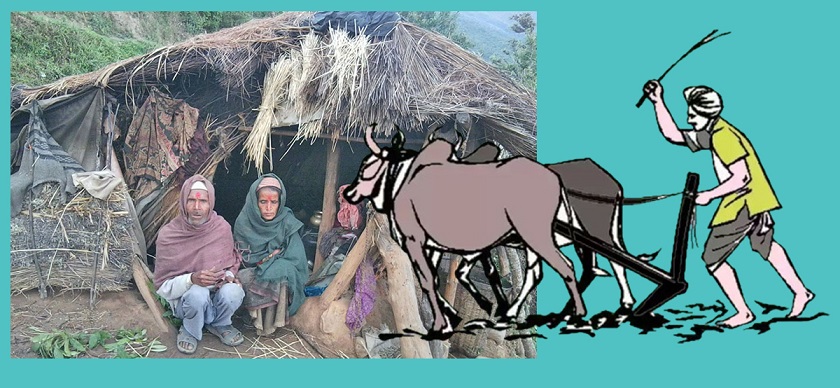 कञ्चनपुरमा मुक्त हलिया पुनःस्थापनको कार्य अलपत्र