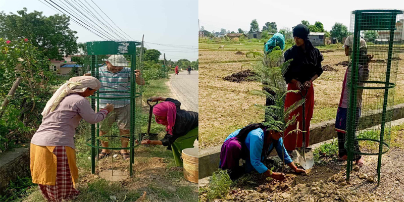 धनगढीलाई पर्यावरणमैत्री बनाउन  ‘हरित धनगढी’ अभियान, रोपियो ८ हजार बिरुवा