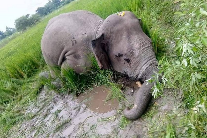 कञ्चनपुरको शुक्लाफाँटा निकुञ्जमा पोथी हात्ती मृत फेला