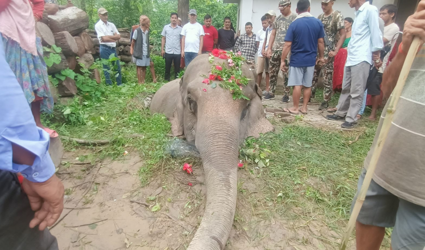 कञ्चनपुरको शुक्लाफाँटामा सेफ्टिट्यान्कीमा परेर हात्तीको मृत्यु