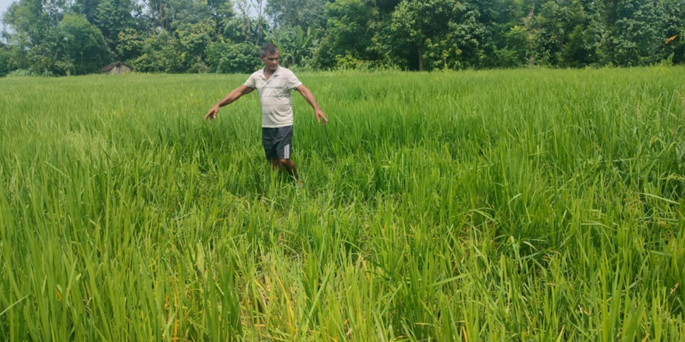 कञ्चनपुरको शुक्लाफाँटामा जङ्गली हात्तीको आतङ्क