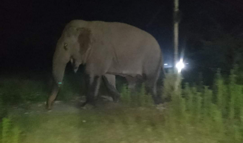 कञ्चनपुरको बेलडाँडीमा हात्तीको आक्रमणबाट एकजना घाइते