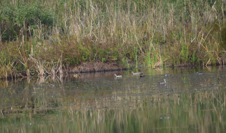 घोडाघोडी सिमसार : हरिहाँसको सङ्ख्या बढ्यो, जलपन्छी घट्यो