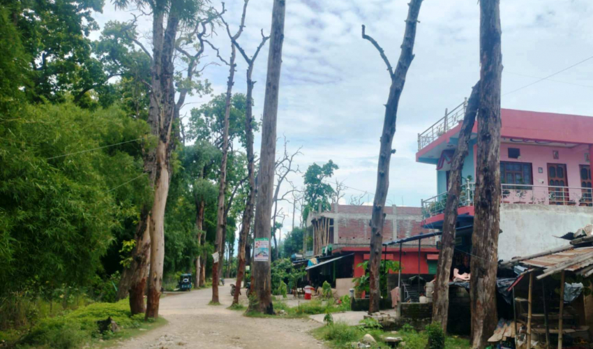 कञ्चनपुरको शुक्लाफाँटामा रहेको वनसमिति–कसरौल सडक जोखिमपूर्ण