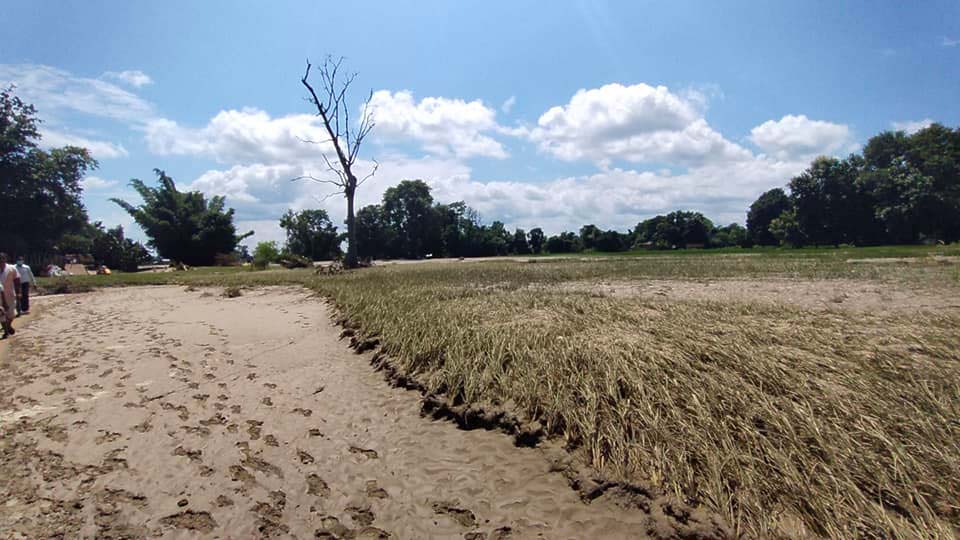 कैलालीको कटैनीको बाढीले धान बालीमा क्षति