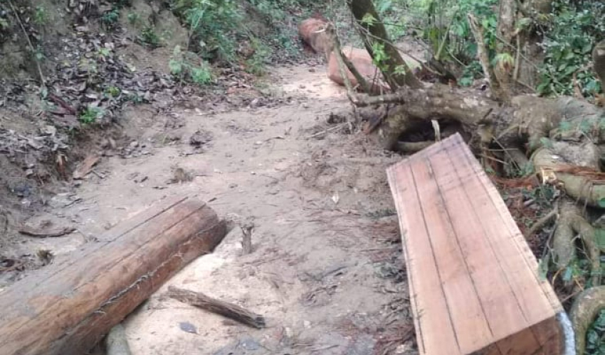 धनगढीमा वेवारिसे अवस्थामा काठ फेला