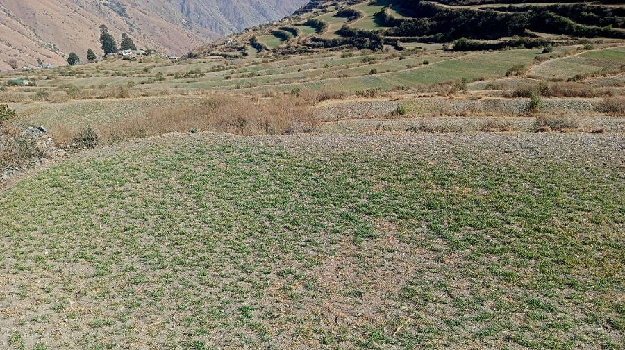 बाजुरामा खडेरीले सुक्न थाले हिउँदेबाली