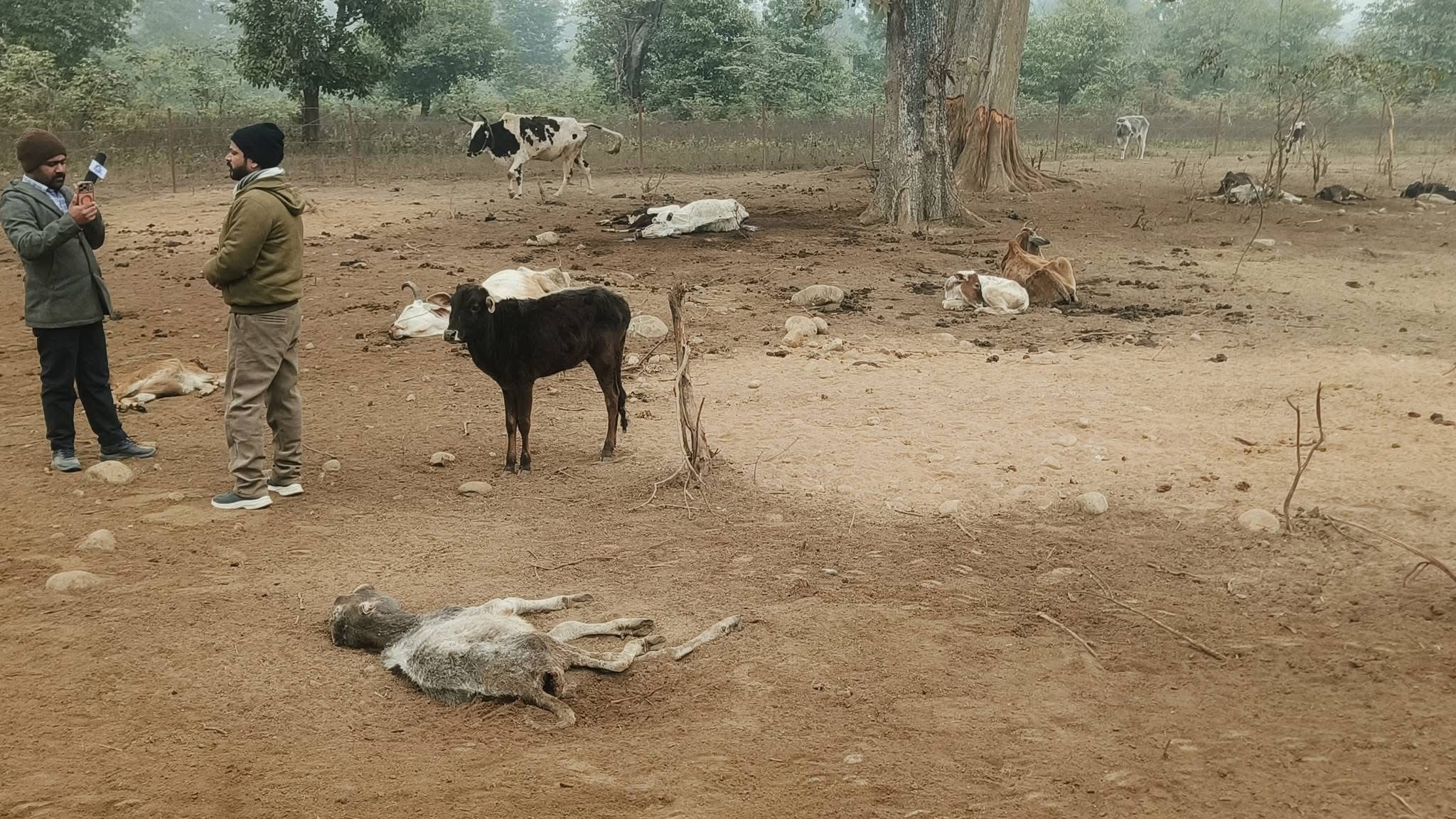 कैलालीको गोदावरीमा २५ भन्दा बढी गाई मृत भेटिए