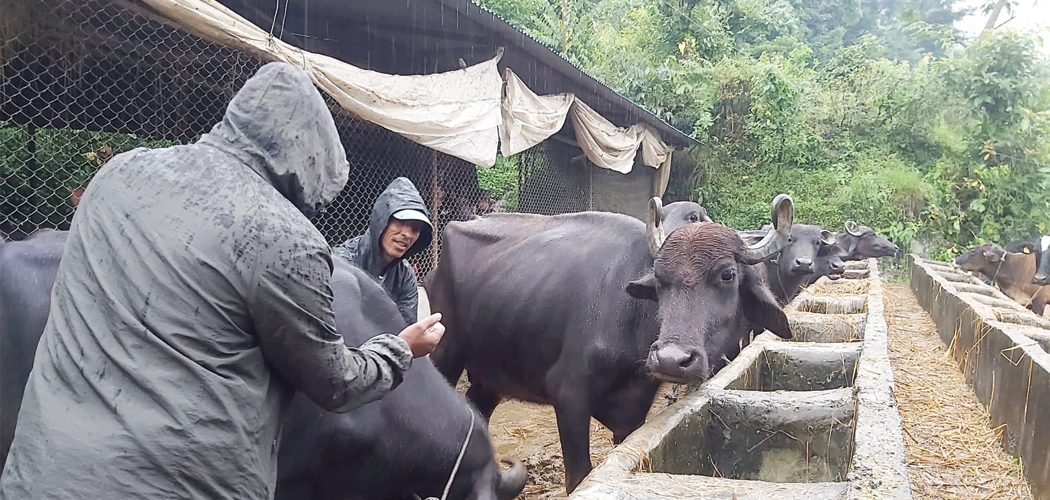घरपालुवा जनावरका लागि कञ्चनपुरमा खोप अभियान सञ्चालन गरिँदै
