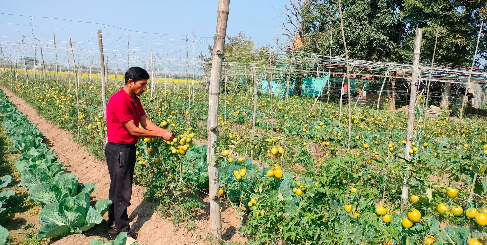 कञ्चनपुरका सिद्धराज : पहिले काम खोज्दै भारत जान्थे, अहिले अरुलाई काम दिन्छन्