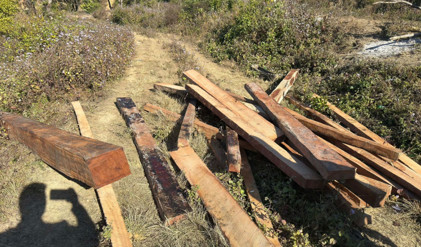 कैलालीको मोहन्याल गाउँपालिका राजकाँडा वनक्षेत्रबाट अवैध काठ बरामद