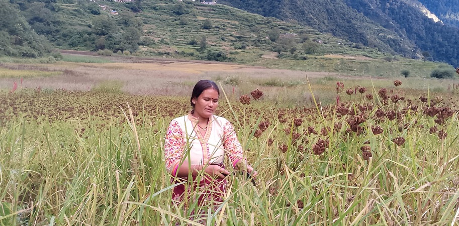 बाजुराको पाँडीका महिलालाई कोदो टिप्न चटारो