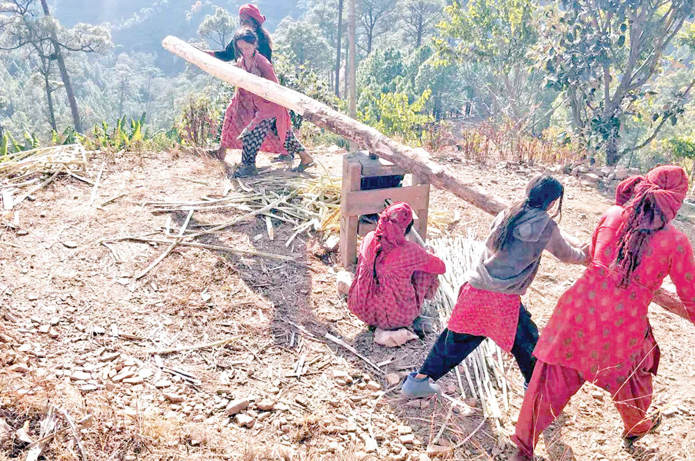 उखु पेल्ने युवा गाउँमा नहुँदा बैतडीमा परम्परागत कोल थन्किदै