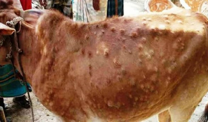 सुदूरपश्चिममा ‘लम्पी स्किन’का सक्रिय पशु संक्रमितको संख्या ९ हजार नजिक