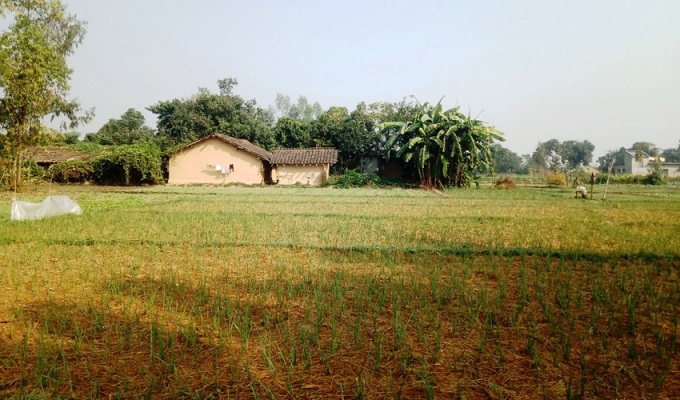 कञ्चनपुरको पिपलाडीका किसान लसुन रोपेर आम्दानी गर्दै