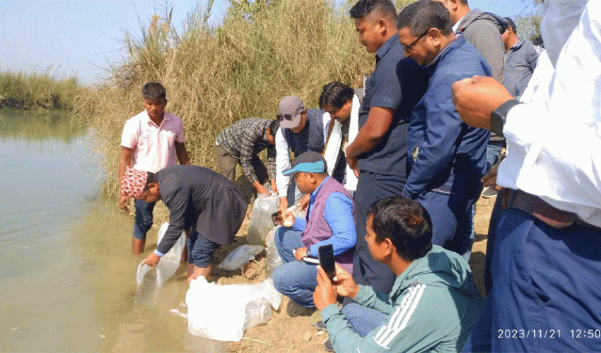 कैलालीको  मोहना नदिको गोबरैला घाटमा दश हजार भुर्रा छोडियो