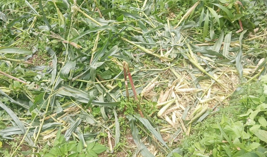 जङ्गली जनावरको आतङ्कले बैतडीका किसानको खेतबारीमै बास