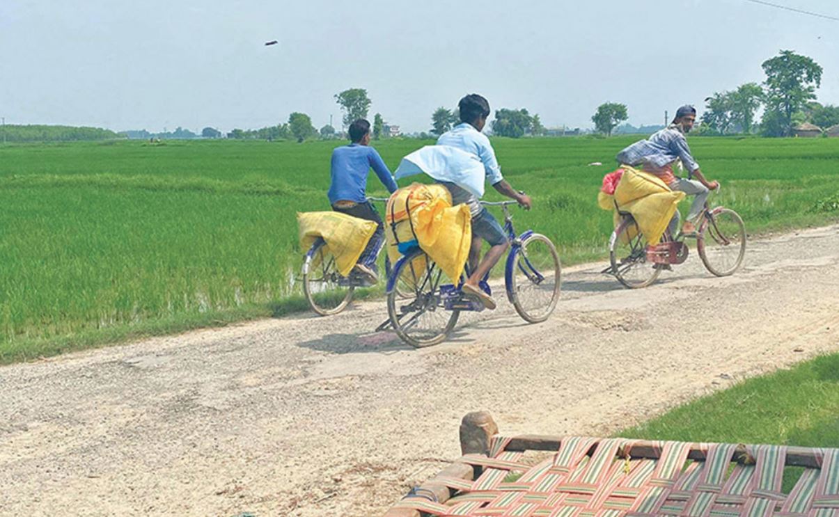 भारतबाट मल ल्याएर खेती गर्न बाध्य कैलालीका किसान