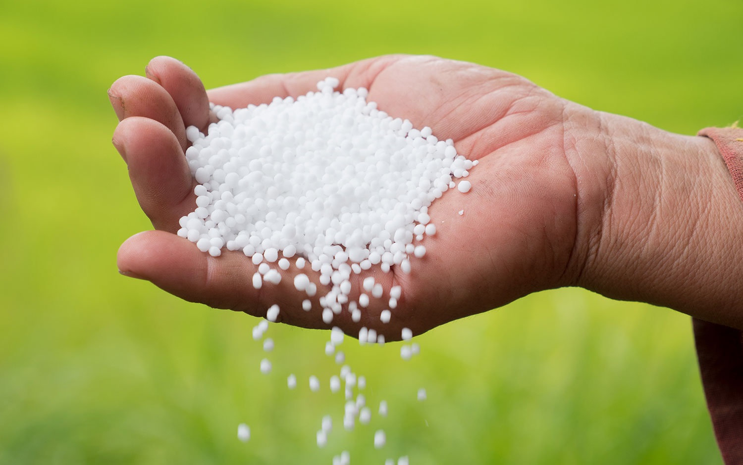 सहकारीले समयमा रासायनिक मल नल्याएपछि कञ्चनपुरका किसान समस्यामा