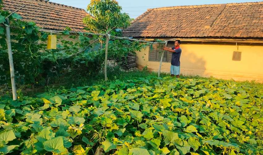 थोरै जग्गामा धेरै तरकारी उत्पादन गर्ने पिपलाडीका मुस्कान