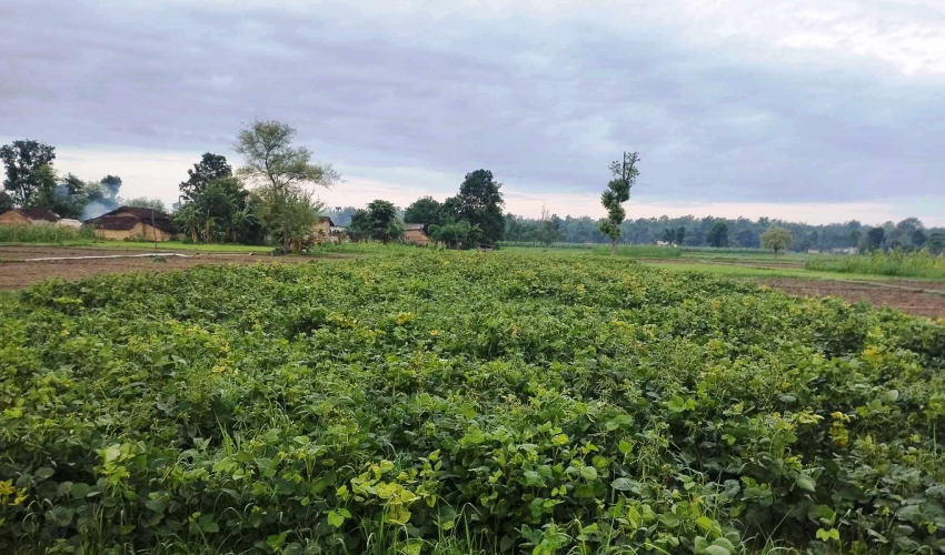 कञ्चनपुरको शुक्लाफाँटामा मुङखेती गर्ने दुई सय २४ किसानलाई अनुदान