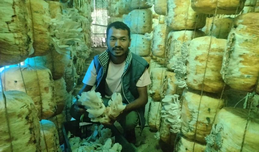 हाइटेक टनेलमा च्याउखेती गरी मनग्य आम्दानी गर्दै कञ्चनपुरको शुक्लाफाँटाका वीरबहादुर