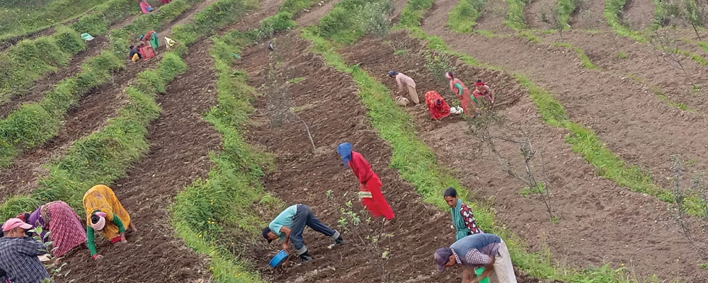 बैतडी सतबाँझमा पैँतालिस हजार ओखरका दाना रोपिए