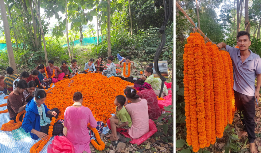 धनगढीका किसानले उत्पादन गरेका फूल विमानमार्फत काठमाडौँ निर्यात हुँदै