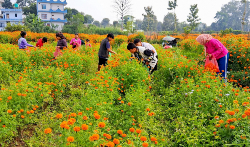 तिहारमा फूल बेच्न भ्याइनभ्याई