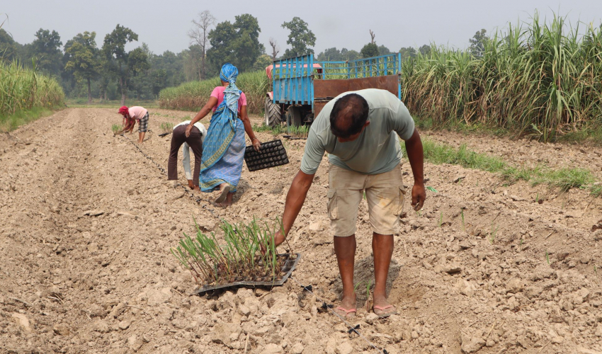 खेतीमा प्रविधिको प्रयोगले बढायो आम्दानी