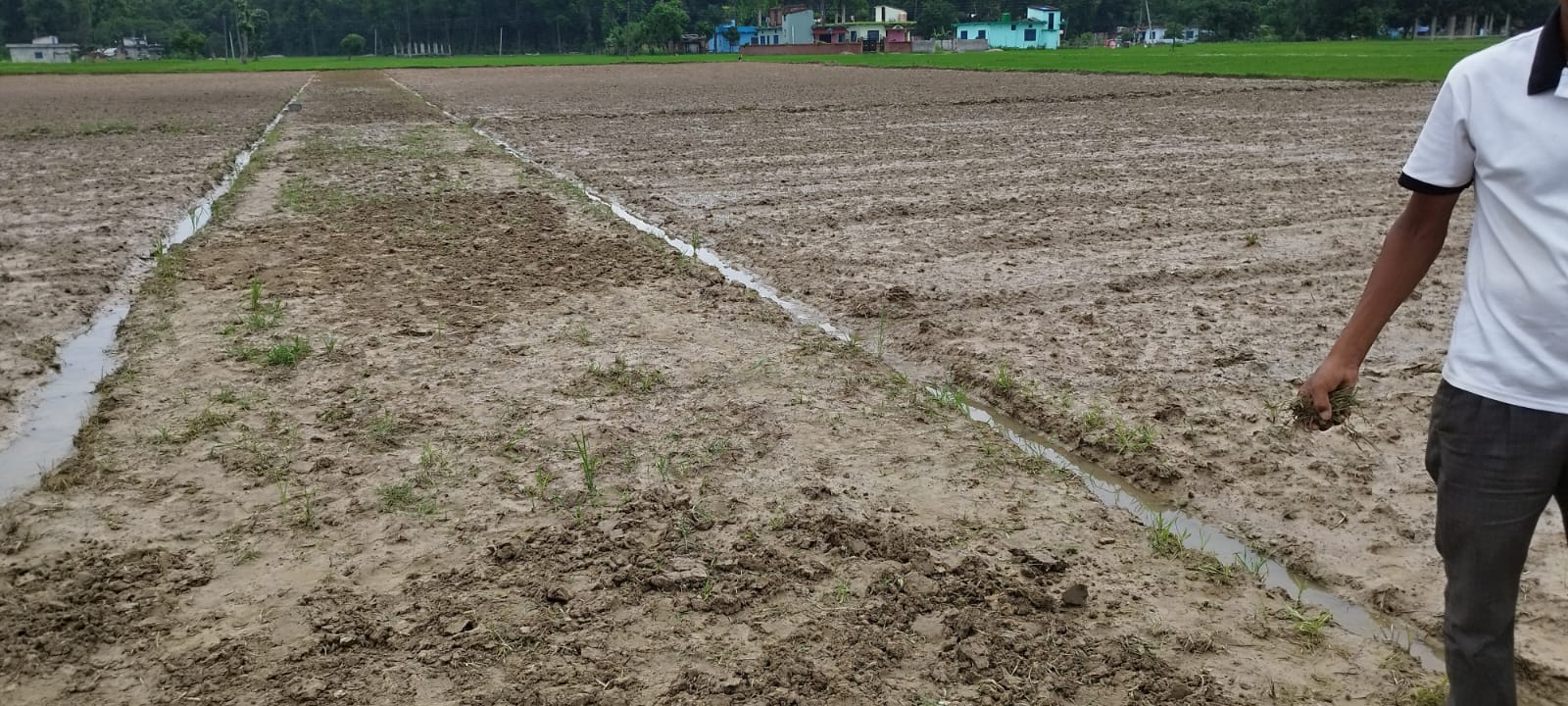 धनगढीमा पुष्पखेती गर्ने किसानको सख्या बढ्दै, तिहारमा फुल आयात गर्न नपर्ने