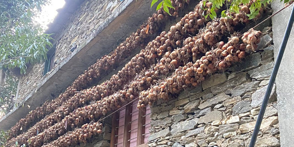 बजार नपाउँदा घरमै थन्किए बाजुराका प्याज