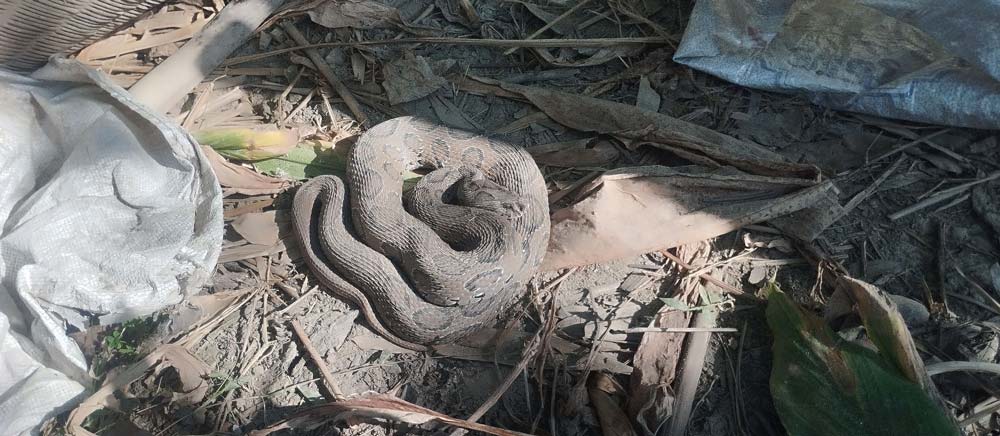 कैलालीको टीकापुरमा भेटियो अत्यन्त विषालु ‘रसेल भाइपर’ सर्प