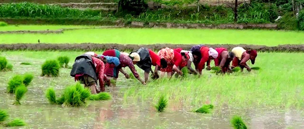 बैतडीमा नब्बे प्रतिशत रोपाइँ सकियो