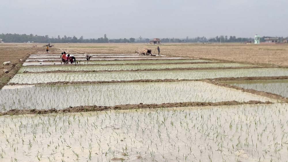 कैलालीका किसान बोरिङको भरमा रोपाइँ गर्दै