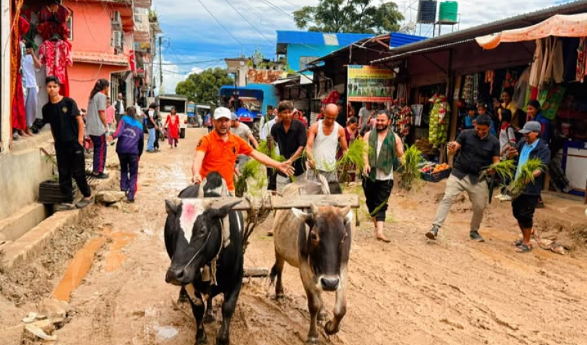 अछामको सदरमुकाम मंगलसेनको सडकमा धान रोपियो