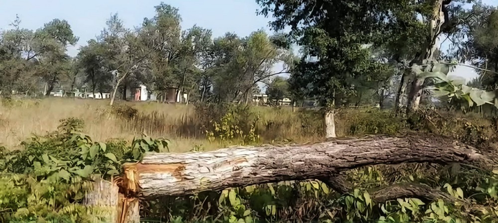 कञ्चनपुरको कृष्णपुर अवैधरुपमा रुख कटानमा अख्तियारको चासो