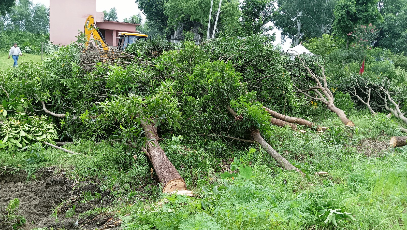 बेलौरीमा रुख कटानी प्रकरणः उद्योग वाणिज्य संघका अध्यक्ष र शिक्षक पक्राउ