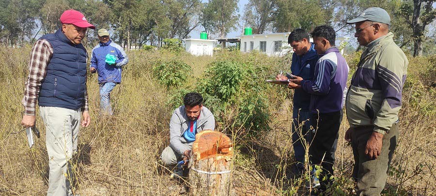 कञ्चनपुर अवैध रुख कटान प्रकरण : सोधपुछ सकिँदा पनि खुलेन पहिचान