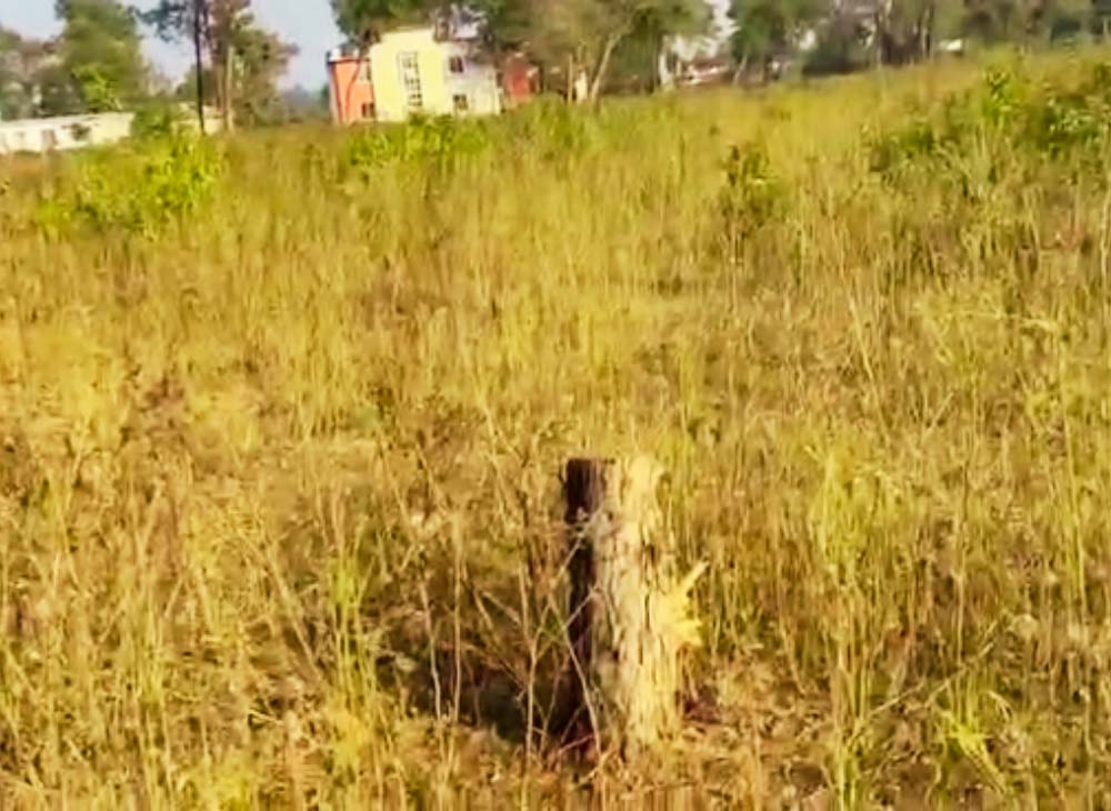 कञ्चनपुरको गौरीघाट सामुदायिक वनबाट दिउँसै १ सय ३९ रुख गायब