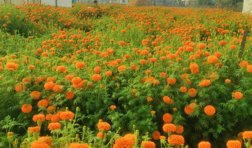 धनगढीमा सयपत्री फूलको प्रयोग बढ्दा कृतिम फूलको आयात घट्यो