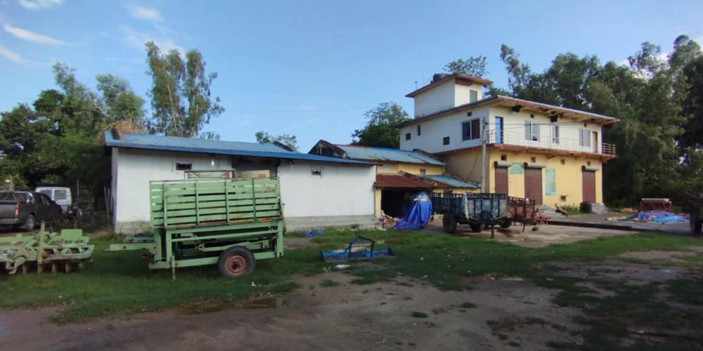 सय हेक्टरमा धानको बीउ उत्पादन गर्दै जानकीको  बिजवृद्धि  सहकारी