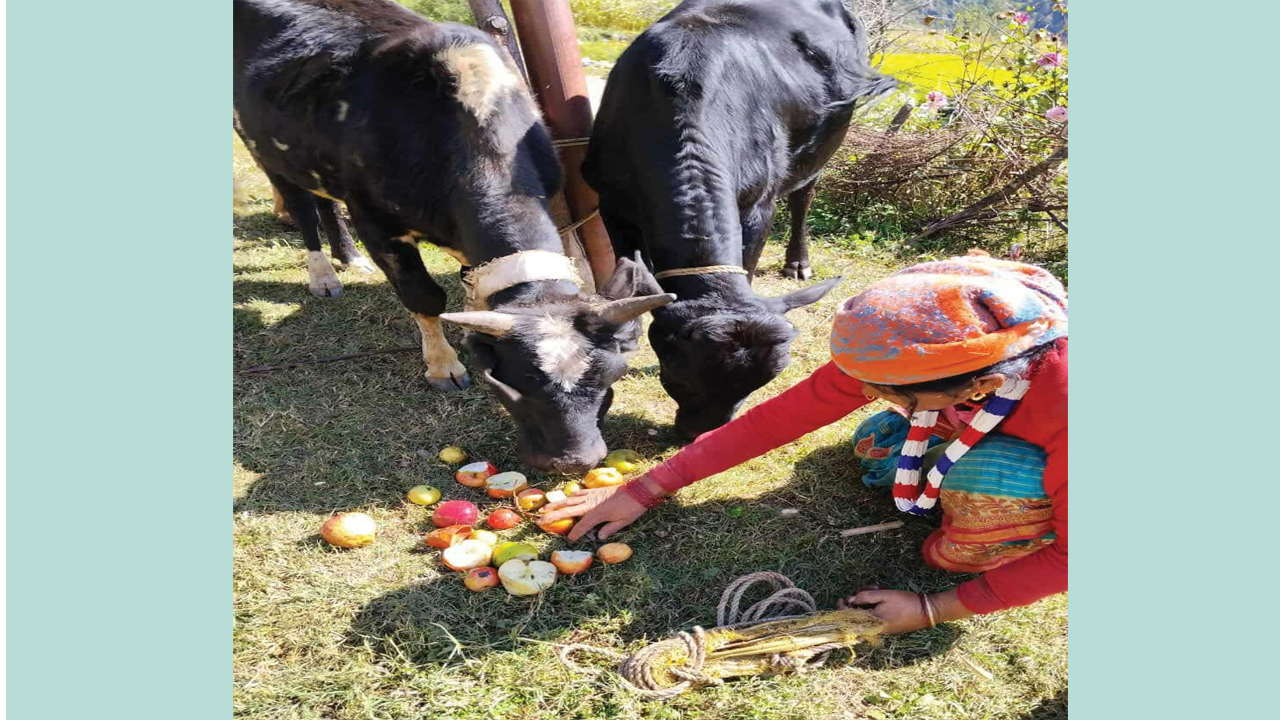बाजुराका स्याउले बजार नपाएपछि गाईगोरुको आहारा बन्दै