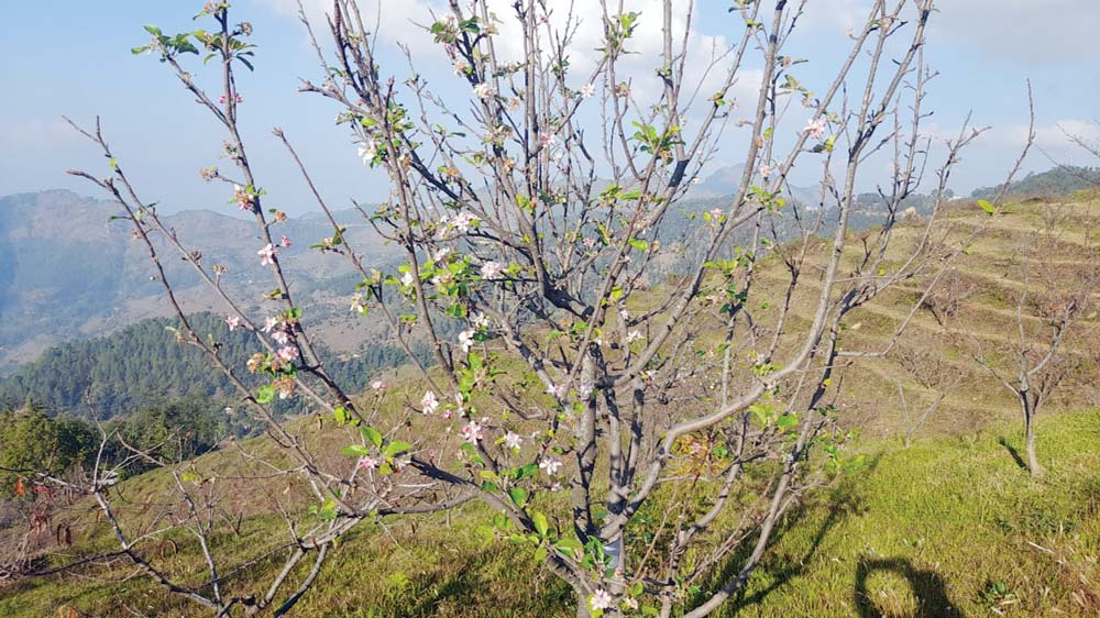 बैतडीमा फल टिपेलगत्तै फुले स्याउका बोट