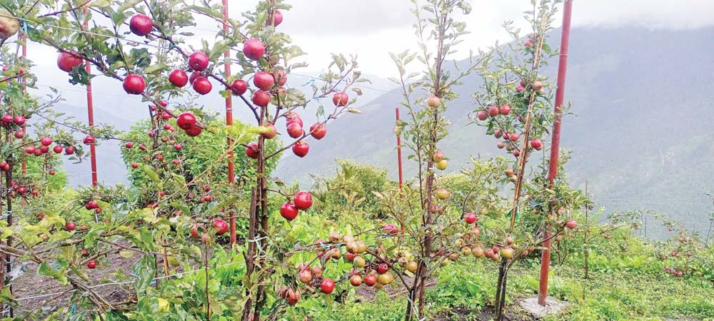 बाजुरामा स्याउ पाकेर लटरम्म बाटो छैन बजारसम्म