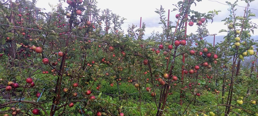 व्यावसायिक फलफूल खेती गर्दै बाजुराका किसान