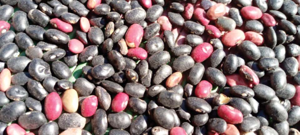 बाजुराको पाँडीका किसानलाई सिमी भित्र्याउने चटारो