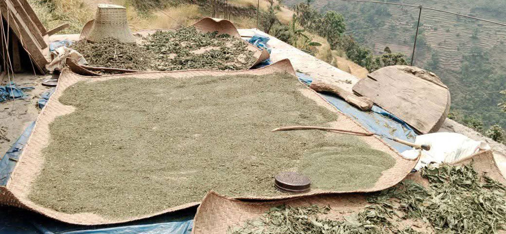 राजनीति छाडेर सिस्नो बेच्दै माओवादी नेता  ललितसिंह ठगुन्ना